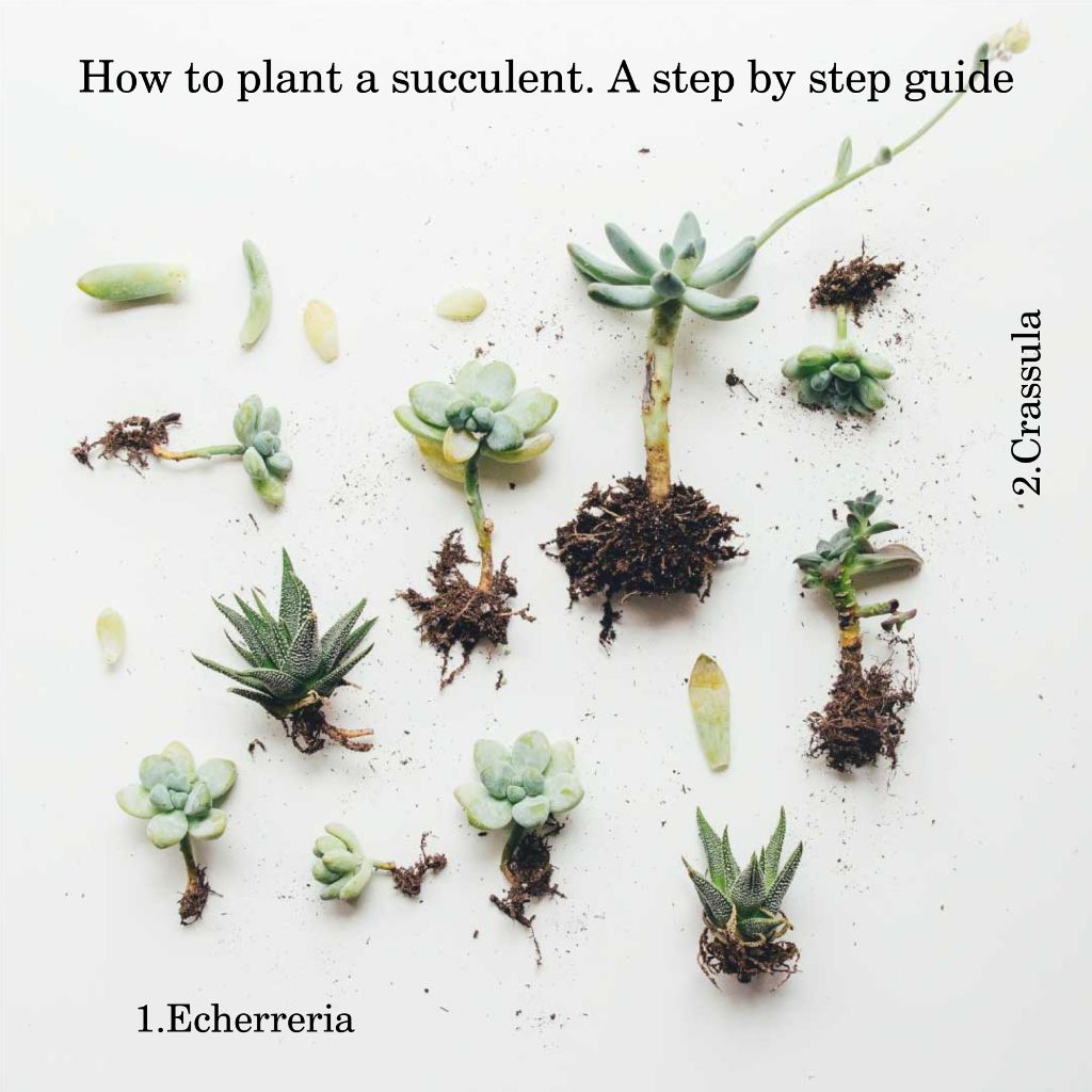 Green Thumb Guide Poster for Succulent Enthusiasts