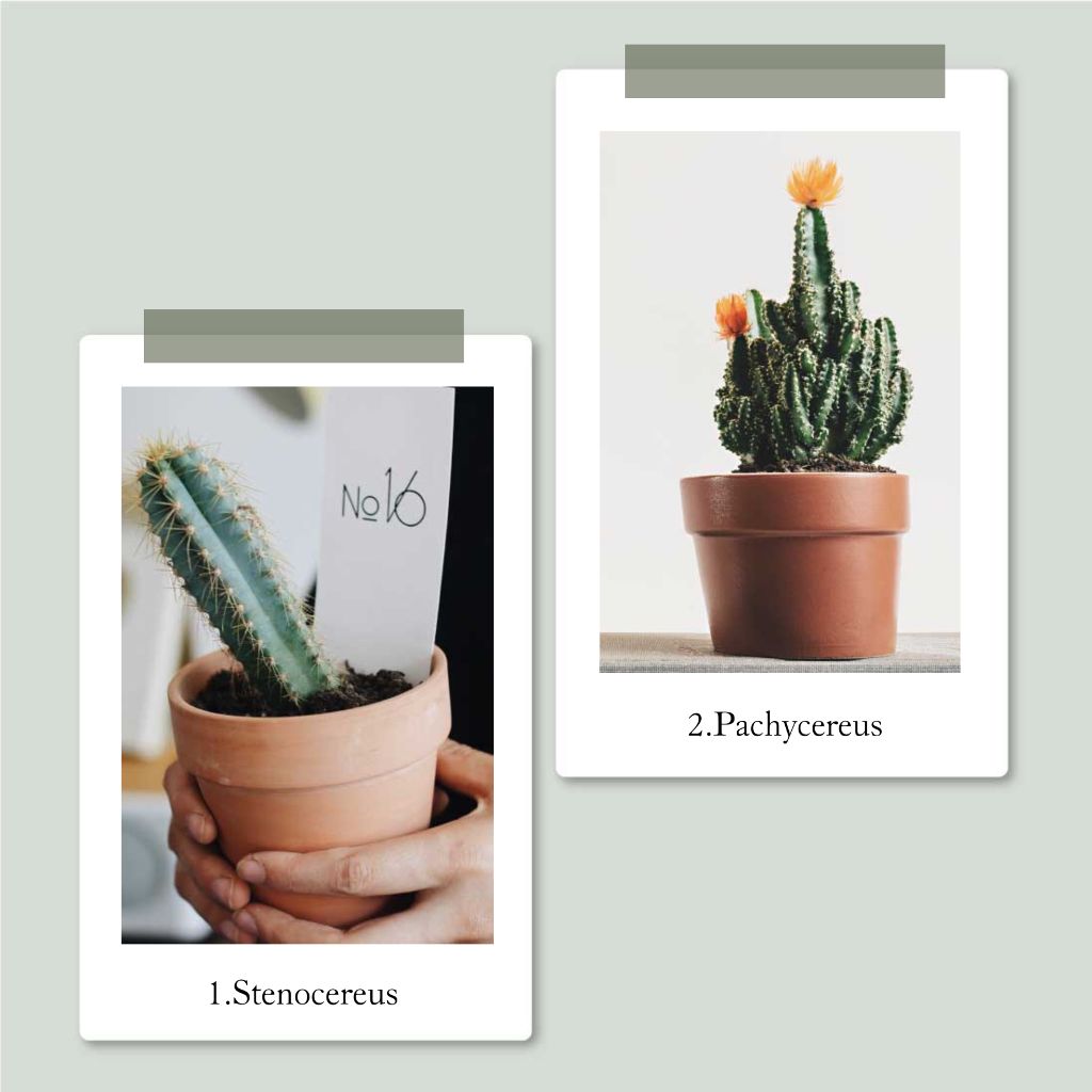 Earthy Toned Cactus Collection Poster Template