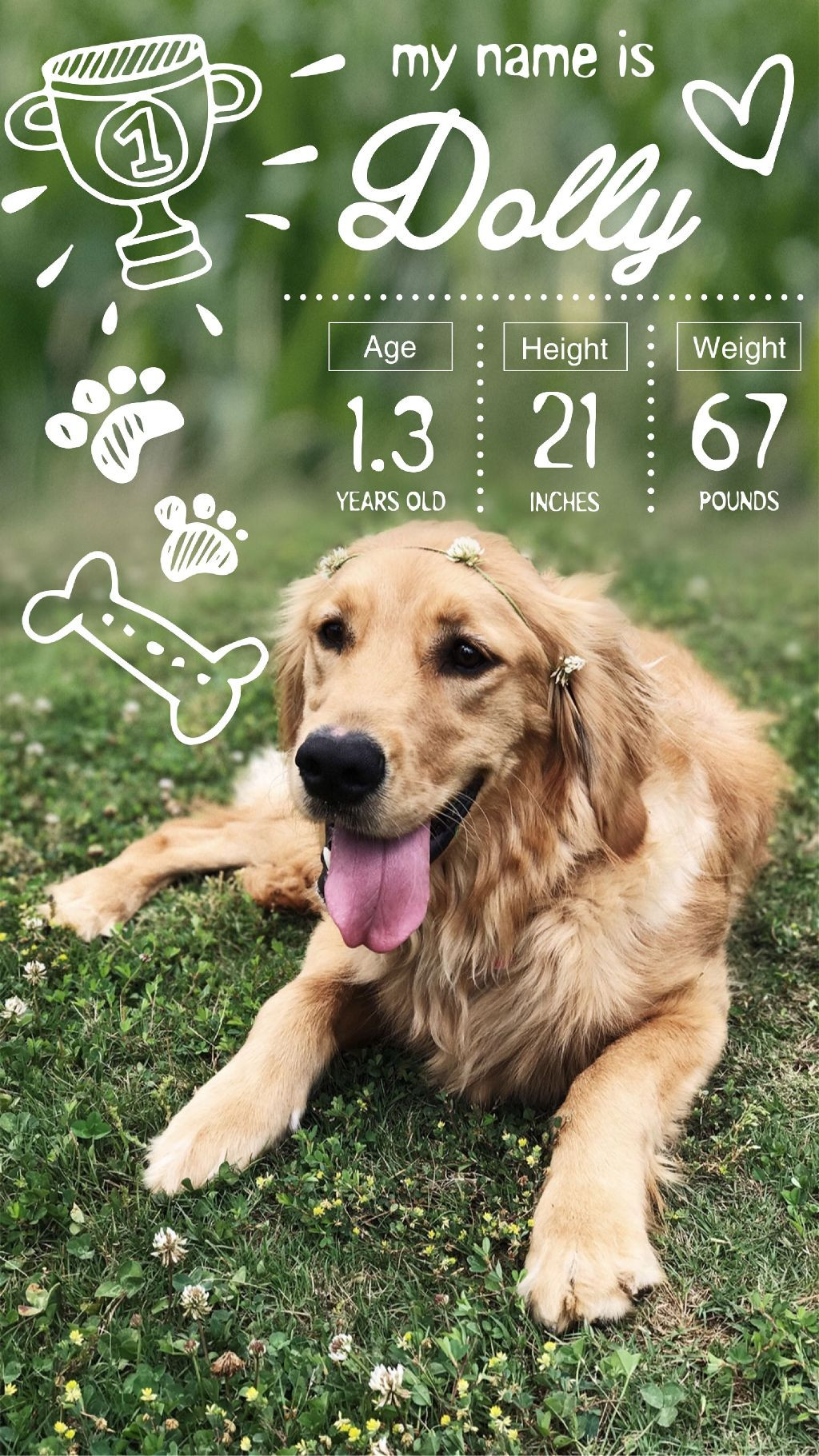 Template Charming Golden Pet Introduction Poster