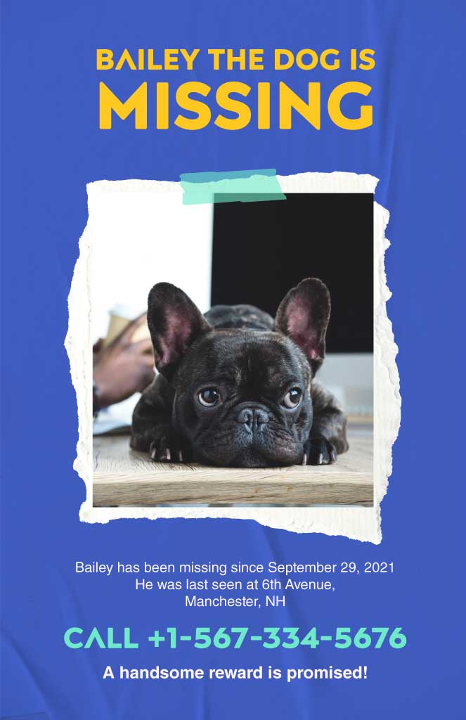 Eye-Catching Missing Pet Blue and Yellow Poster