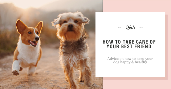 Template Pink and Cream Pet Care Poster Design