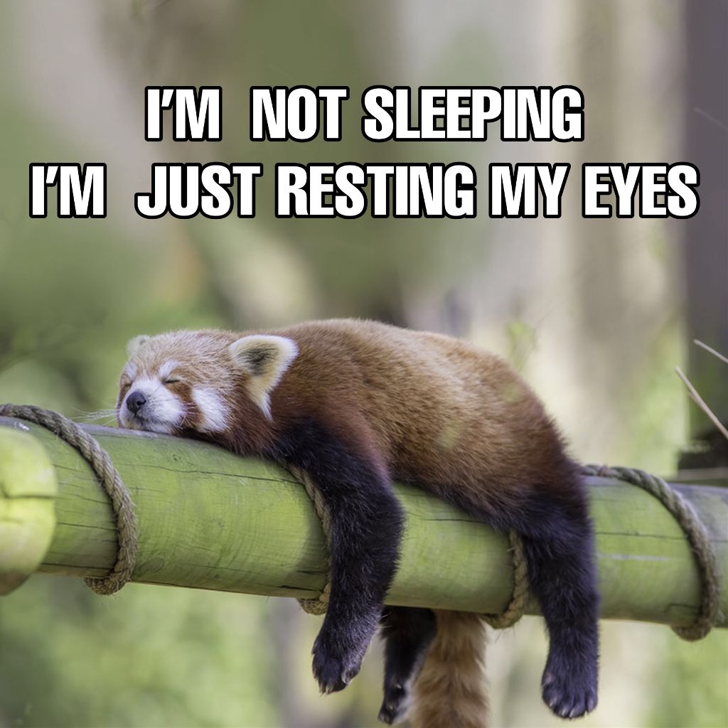 Charming Red Panda Resting Eyes Social Post