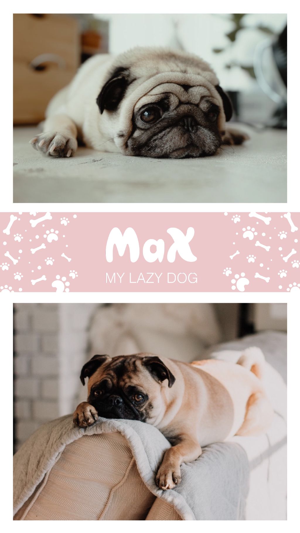 Charming Pug Life Poster with Soft Pink Accents