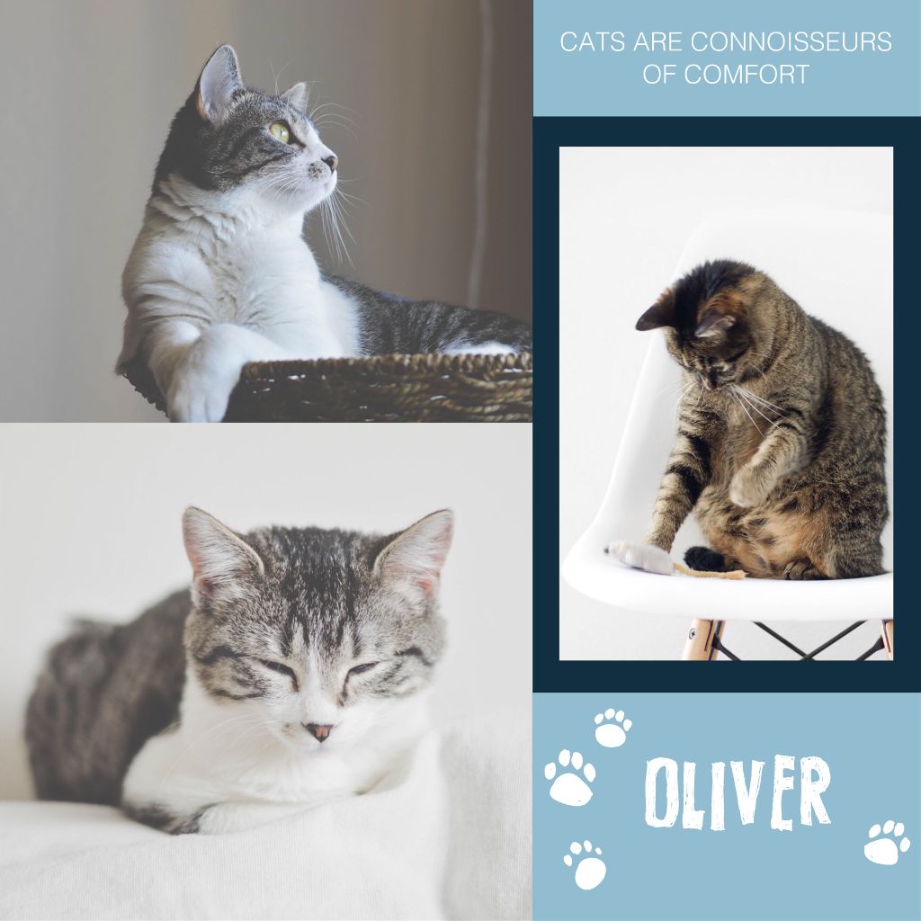 Chic Blue and White Cat Poster Template