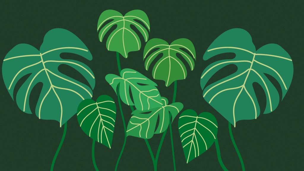 Green Monstera Leaves Nature Poster Design