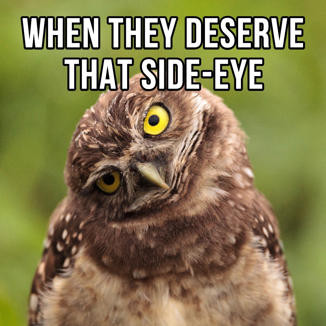 Humorous Side-Eye Owl Meme Post Template