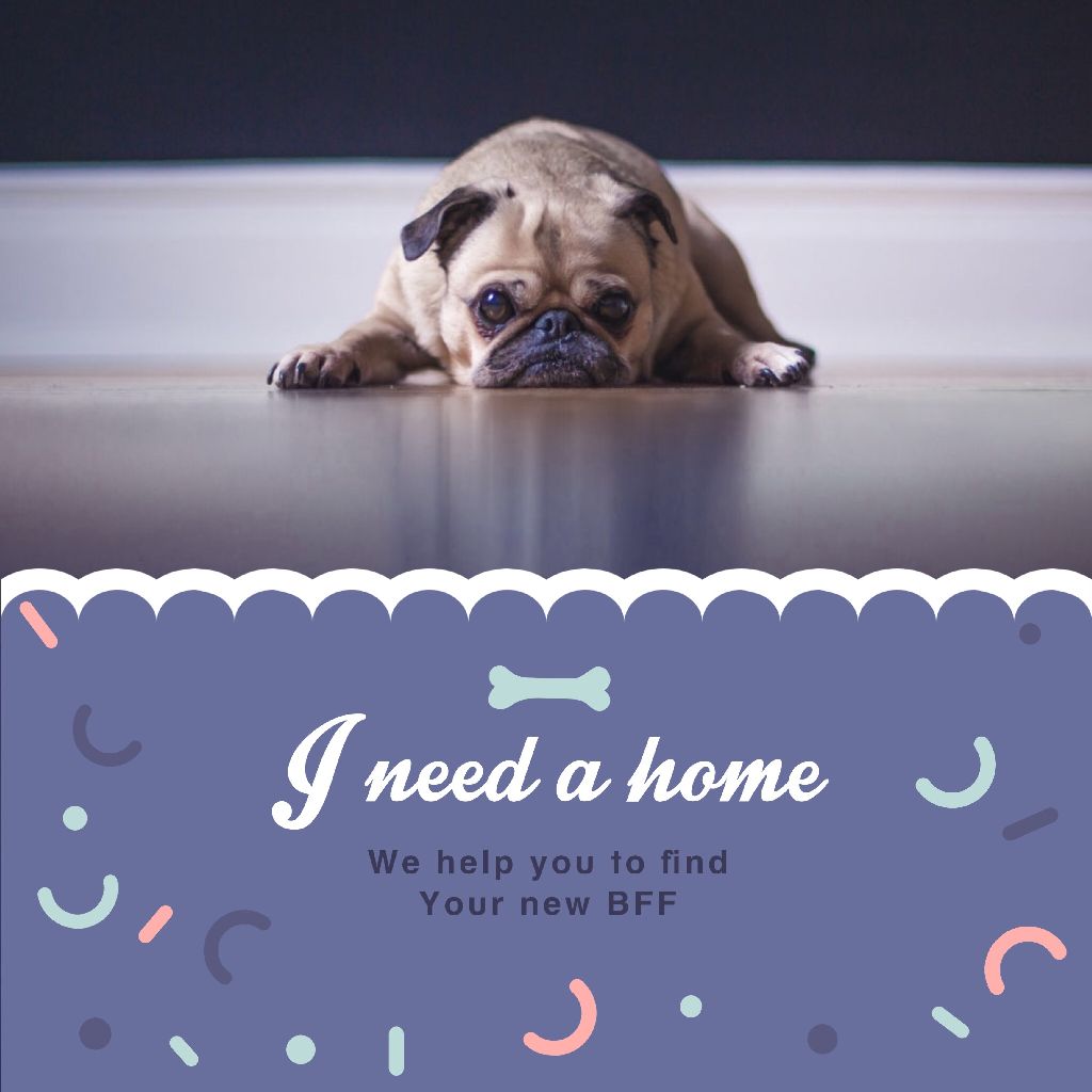 Adopt a Pet Purple Themed Ad Template