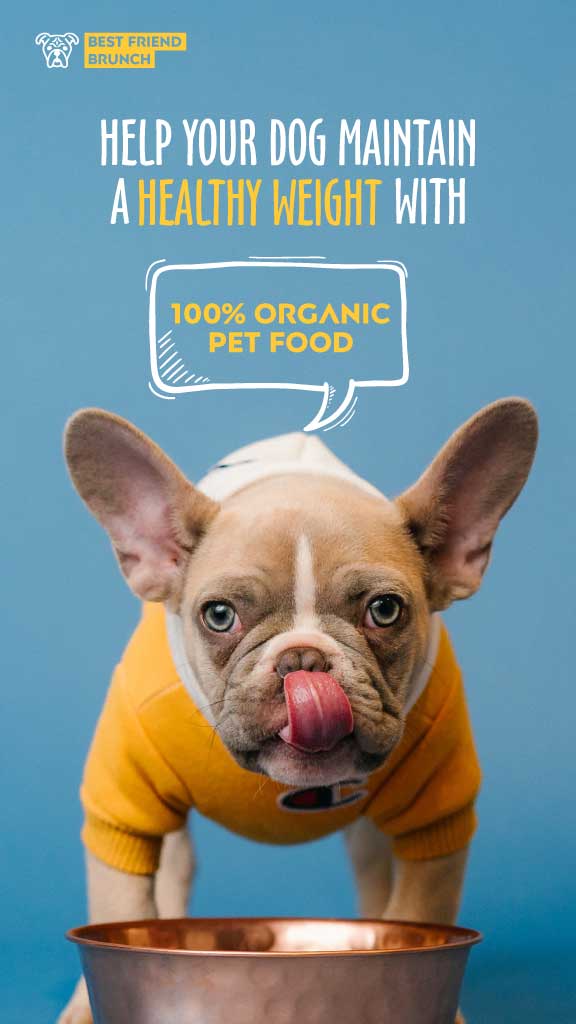 Organic Pet Food Ad Blue and Yellow Palette